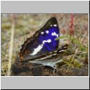 Apatura iris - Grosser Schillerfalter 02a Sandgrube Niedringhaussee.jpg